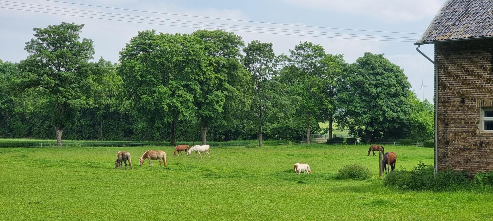 Ferienhaus Q1, Ruhe Und Erholung In Der Eifel 췰피히 외부 사진